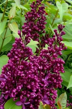 Monge French Lilac (Syringa) - 3 Gallon Pot 8 Monge French Lilac (Syringa) - 3 Gallon Pot -Garden Plant Shop syringa vulgaris monge lilac 3