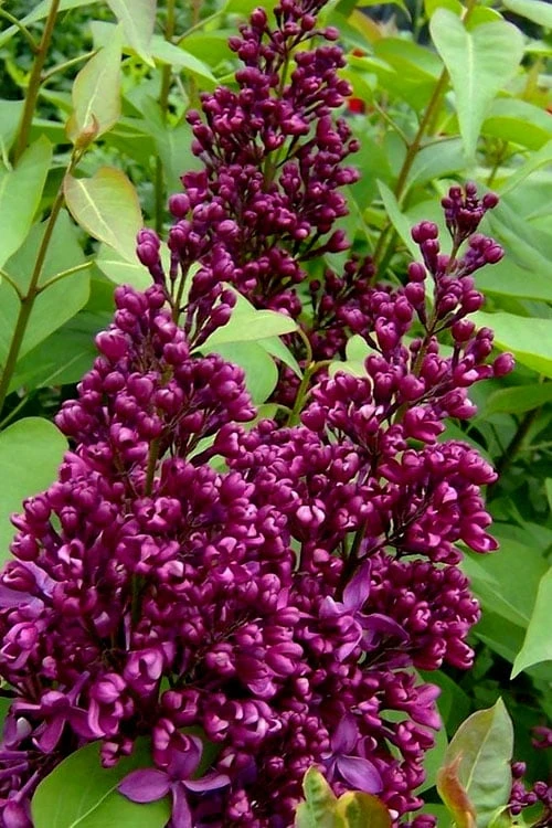 Monge French Lilac (Syringa) - 3 Gallon Pot 4 Monge French Lilac (Syringa) - 3 Gallon Pot - Image 4