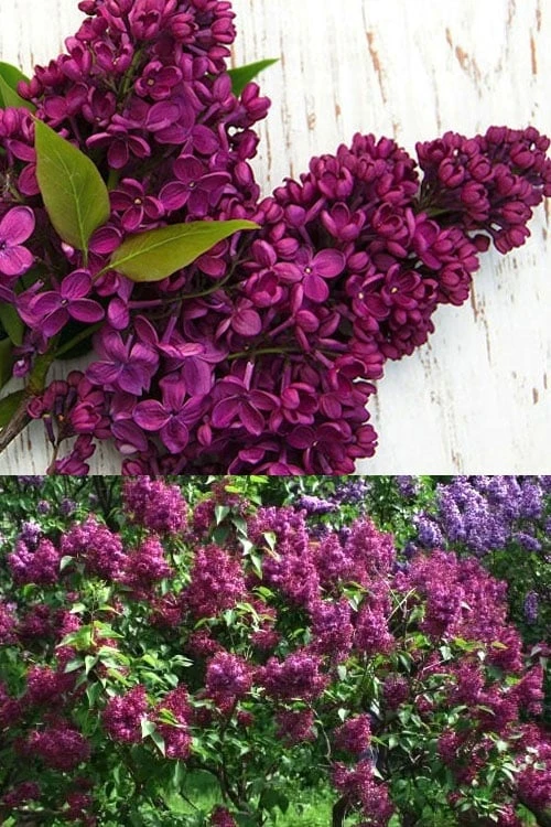 Monge French Lilac (Syringa) - 3 Gallon Pot 3 Monge French Lilac (Syringa) - 3 Gallon Pot - Image 3