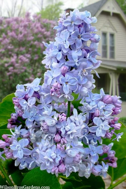 President Grevy French Lilac (Syringa) - 1 Gallon Pot 1 President Grevy French Lilac (Syringa) - 1 Gallon Pot