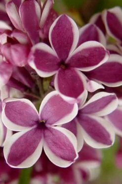 Sensation French Lilac (Syringa) - 3 Gallon Pot -Garden Plant Shop syringa vulgaris sensation french lilac 1