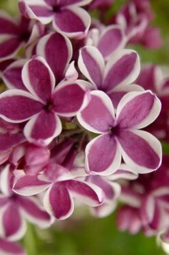 Sensation French Lilac (Syringa) - 3 Gallon Pot -Garden Plant Shop syringa vulgaris sensation french lilac 2