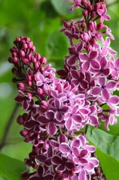 Sensation French Lilac (Syringa) - 3 Gallon Pot -Garden Plant Shop syringa vulgaris sensation french lilac 4