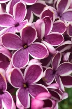 Sensation French Lilac (Syringa) - 3 Gallon Pot -Garden Plant Shop syringa vulgaris sensation french lilac 5