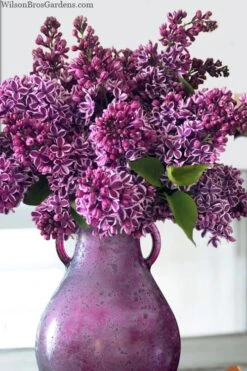 Sensation French Lilac (Syringa) - 3 Gallon Pot -Garden Plant Shop syringa vulgaris sensation french lilac 8