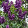 Yankee Doodle Purple French Lilac (Syringa) - 3 Gallon Pot
