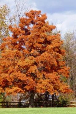 Bald Cypress - Taxodium Distichum - 3 Gallon Pot -Garden Plant Shop taxodium distichum bald cypress tree 30