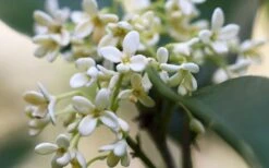 Fragrant White Tea Olive - 5 Pack Of Quart Pots -Garden Plant Shop tea olive flowers closeup 2