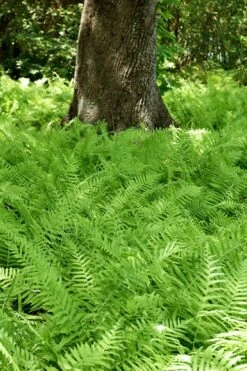 Southern Wood Fern (Thelypteris Kunthii) - 1 Gallon Pot -Garden Plant Shop thelypteris kunthii southern wood fern 110