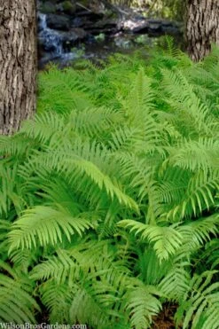 Southern Wood Fern (Thelypteris Kunthii) - 1 Gallon Pot -Garden Plant Shop thelypteris kunthii southern wood fern 112