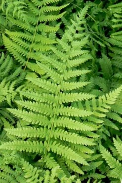 Southern Wood Fern (Thelypteris Kunthii) - 1 Gallon Pot -Garden Plant Shop thelypteris kunthii southern wood fern 113