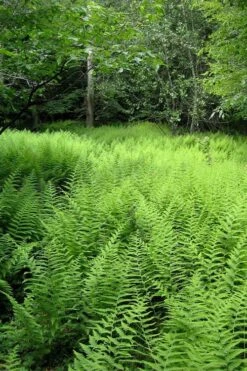 Southern Wood Fern (Thelypteris Kunthii) - 1 Gallon Pot -Garden Plant Shop thelypteris kunthii southern wood fern 114