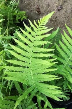 Southern Wood Fern (Thelypteris Kunthii) - 1 Gallon Pot -Garden Plant Shop thelypteris kunthii southern wood fern 115