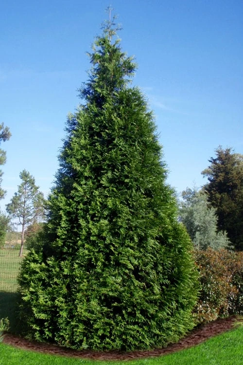 Green Giant Arborvitae (Thuja) - 5 Gallon Pot 1 Green Giant Arborvitae (Thuja) - 5 Gallon Pot
