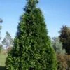 Green Giant Arborvitae - 3 Gallon Pot