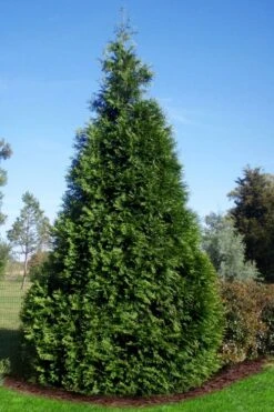 Green Giant Arborvitae - 7 Gallon Pot (5-6')