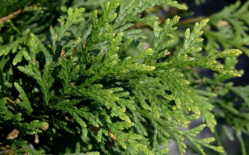 Green Giant Arborvitae (Thuja) - 5 Gallon Pot 5 Green Giant Arborvitae (Thuja) - 5 Gallon Pot - Image 5