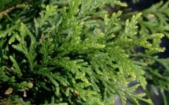 Green Giant Arborvitae - 3 Gallon Pot 10 Green Giant Arborvitae - 3 Gallon Pot -Garden Plant Shop thuja green giant arborvitae 102 4