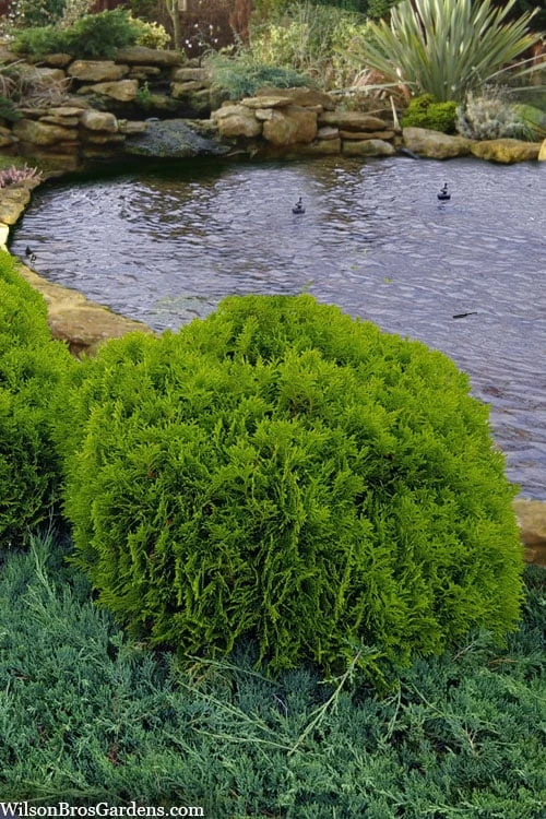 Danica Dwarf Globe Arborvitae - 1 Gallon Pot 1 Danica Dwarf Globe Arborvitae - 1 Gallon Pot