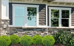 Danica Dwarf Globe Arborvitae - 1 Gallon Pot 7 Danica Dwarf Globe Arborvitae - 1 Gallon Pot -Garden Plant Shop thuja occidentalis danica globe arborvitae 2