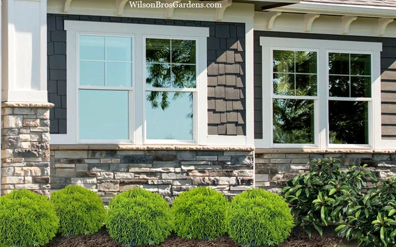 Danica Dwarf Globe Arborvitae - 1 Gallon Pot 4 Danica Dwarf Globe Arborvitae - 1 Gallon Pot - Image 4