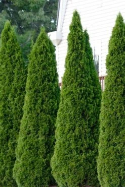 Emerald Green Arborvitae - 1 Gallon Pot -Garden Plant Shop thuja occidentalis emerald green arborvitae 101 2