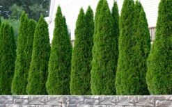 Emerald Green Arborvitae - 5 Gallon Pot -Garden Plant Shop thuja occidentalis emerald green arborvitae 102 1