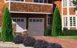 Emerald Green Arborvitae - 7 Gallon Pot (3-4') -Garden Plant Shop thuja occidentalis emerald green arborvitae 106 2