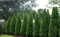 Emerald Green Arborvitae - 7 Gallon Pot (4-5') -Garden Plant Shop thuja occidentalis emerald green arborvitae 109 5