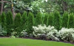 Emerald Green Arborvitae - 1 Gallon Pot -Garden Plant Shop thuja occidentalis emerald green arborvitae 110 4