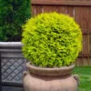 Golden Globe Arborvitae - 3 Gallon Pot