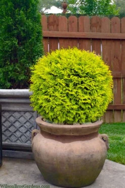 Golden Globe Arborvitae - 3 Gallon Pot