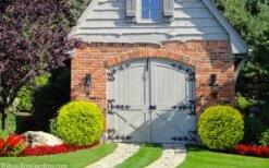 Golden Globe Arborvitae - 3 Gallon Pot -Garden Plant Shop thuja occidentalis golden globe arborvitae 24