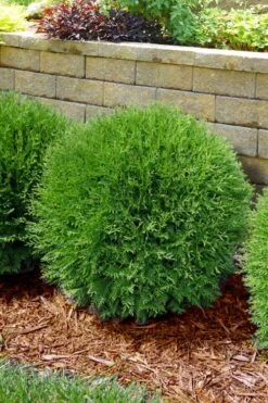 Planet Earth Arborvitae - 3 Gallon Pot -Garden Plant Shop thuja occidentalis planet earth arborvitae 4