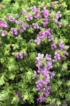 Highland Cream Creeping Thyme - 5 Pack Of Quart Pots -Garden Plant Shop thyme highland cream 500x750 1