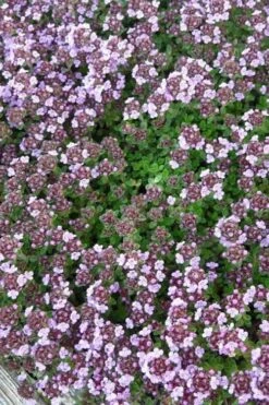 Caborn Wine & Roses Creeping Thyme - 5 Pack Of Quart Pots -Garden Plant Shop thyme wine and roses 500x750 1