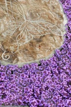 Caborn Wine & Roses Creeping Thyme - 5 Pack Of Quart Pots -Garden Plant Shop thymus caborn wine and roses 2