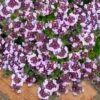 Caborn Wine & Roses Creeping Thyme - 5 Pack Of Pint Pots
