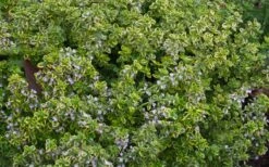 Golden Lemon Thyme (Thymus Citriodorus 'Aurea') - 6 Pack Of Pint Pots -Garden Plant Shop thymus citriodorus golden lemon thyme 4 1