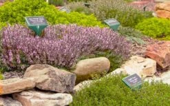 Spicy Orange Thyme - 6 Pack Of Pint Pots -Garden Plant Shop thymus citriodorus golden lemon thyme 5