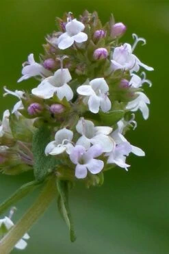 Lemon Thyme (Thymus Citriodorus) - 6 Pack Of Pint Pots -Garden Plant Shop thymus citriodorus lemon thyme 1
