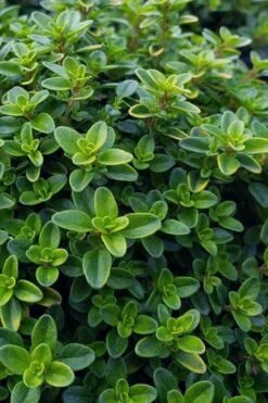 Lemon Creeping Thyme - 5 Pack Of Quart Pots -Garden Plant Shop thymus citrriodorus lemon thyme 1