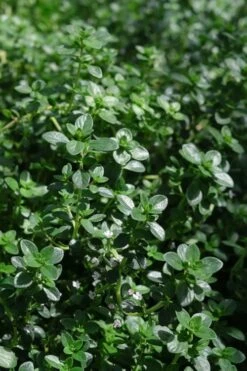 Lemon Creeping Thyme - 6 Pack Of Pint Pots -Garden Plant Shop thymus citrriodorus lemon thyme 2 1