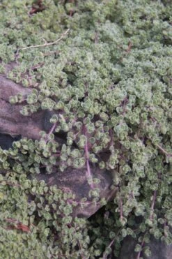 Woolly Creeping Thyme (Thymus Lanuginosis) - 5 Pack Of Pint Pots -Garden Plant Shop thymus lanuginosis wooly thyme 11 1