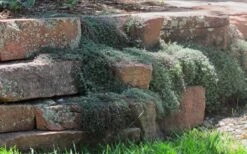 Woolly Creeping Thyme (Thymus Lanuginosis) - 10 Pack Of Pint Pots -Garden Plant Shop thymus lanuginosis wooly thyme 4 2