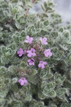 Woolly Creeping Thyme (Thymus Lanuginosis) - 10 Pack Of Pint Pots -Garden Plant Shop thymus lanuginosis wooly thyme 5 2