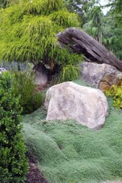 Woolly Creeping Thyme (Thymus Lanuginosis) - 5 Pack Of Pint Pots -Garden Plant Shop thymus lanuginosis wooly thyme 8 1