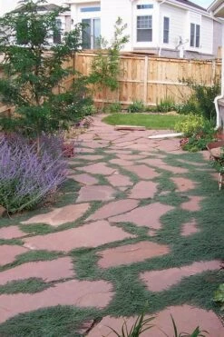 Woolly Creeping Thyme (Thymus Lanuginosis) - 10 Pack Of Pint Pots -Garden Plant Shop thymus lanuginosis wooly thyme 9 2