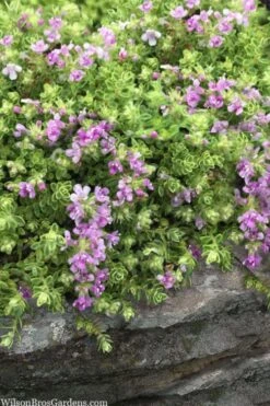 Highland Cream Creeping Thyme - 5 Pack Of Quart Pots -Garden Plant Shop thymus praecox highland creeping thyme 1