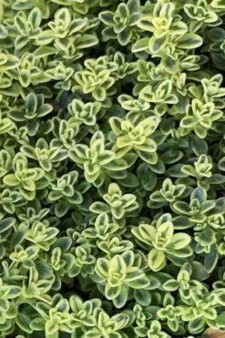 Highland Cream Creeping Thyme - 5 Pack Of Quart Pots -Garden Plant Shop thymus praecox highland creeping thyme 4